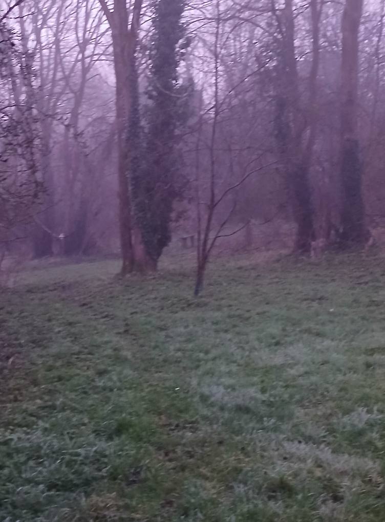 Forest-bathing collage- delight in the seasons