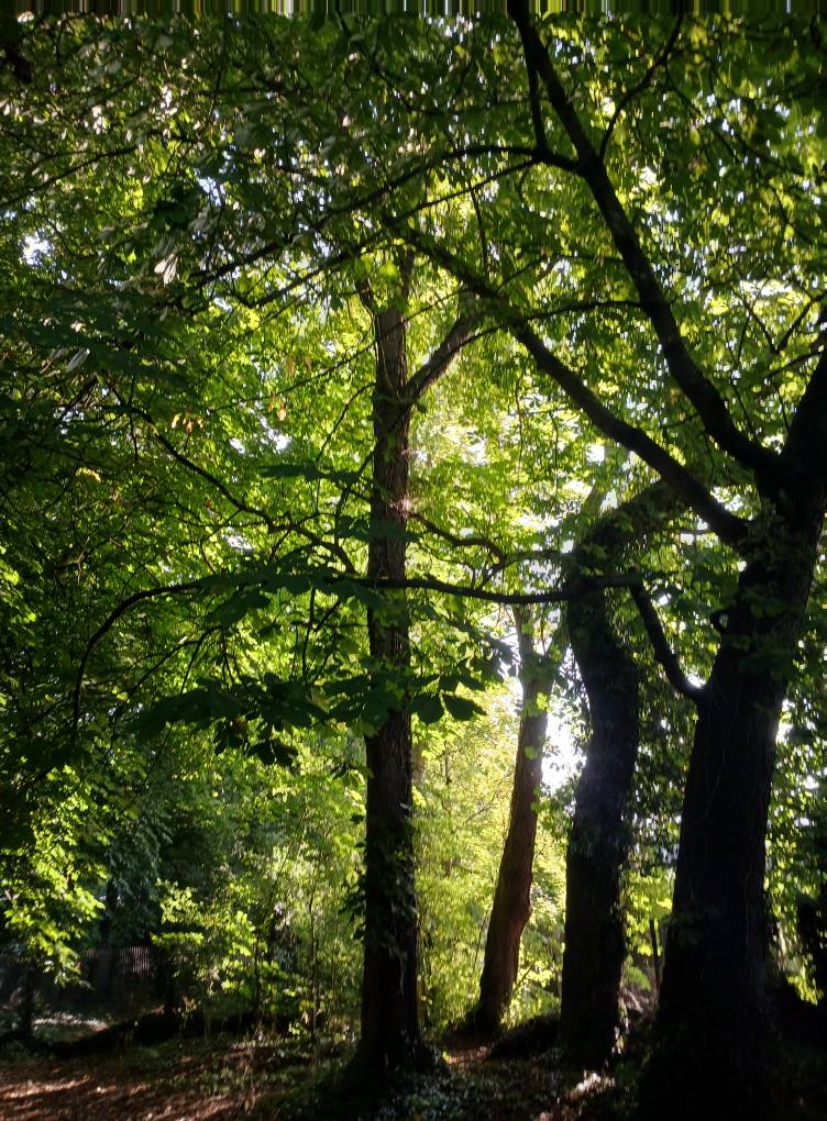 Amazing Phytoncides: A Dash of Forest Science