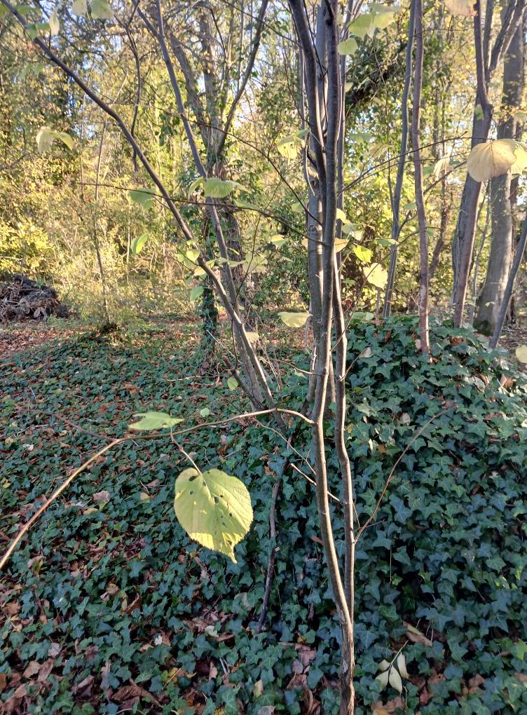 bright green leaf in a sunlight autumn woodland setting