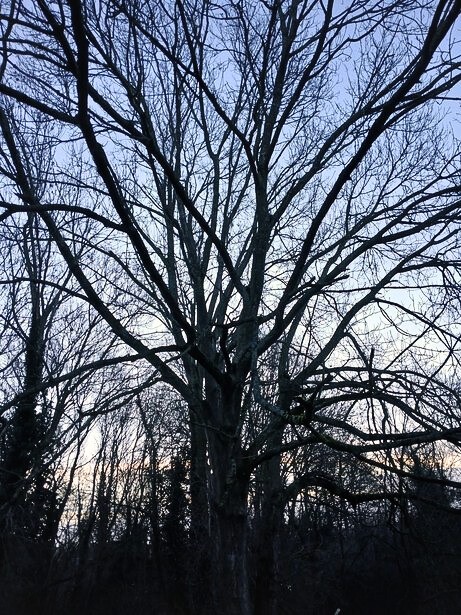 Solstice, Sustainability and Simplicity: An EarthWise Reflection